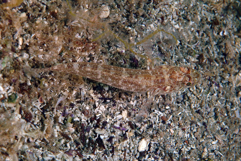 juvenile Gobius cruentatus (zona Porto Badisco LE)